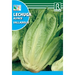 LECHUGA VALLADOLID